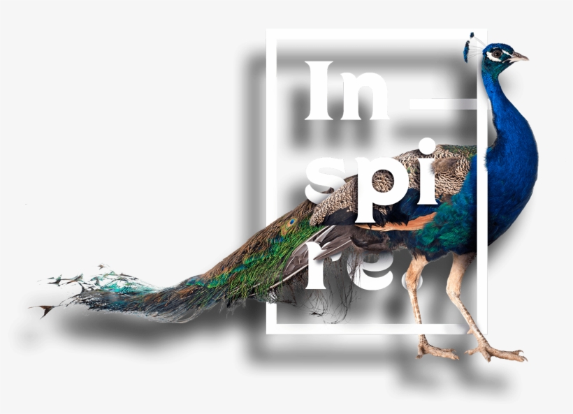 Sibelius: Swanwhite - Complete Incidental Music, transparent png #2702524