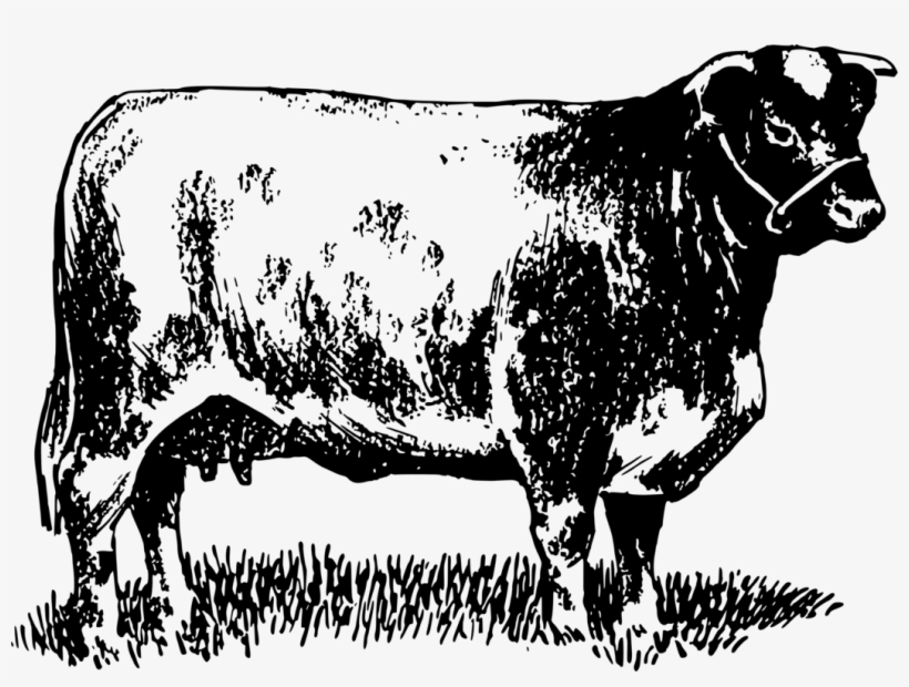 Dairy Cattle Highland Cattle Bull Shorthorn Beef Cattle - Cattle, transparent png #2702552