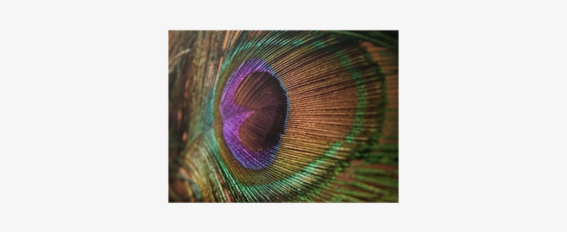 Single Peacock Feathers With Flute Png Download - Peacock Feather, transparent png #2704334