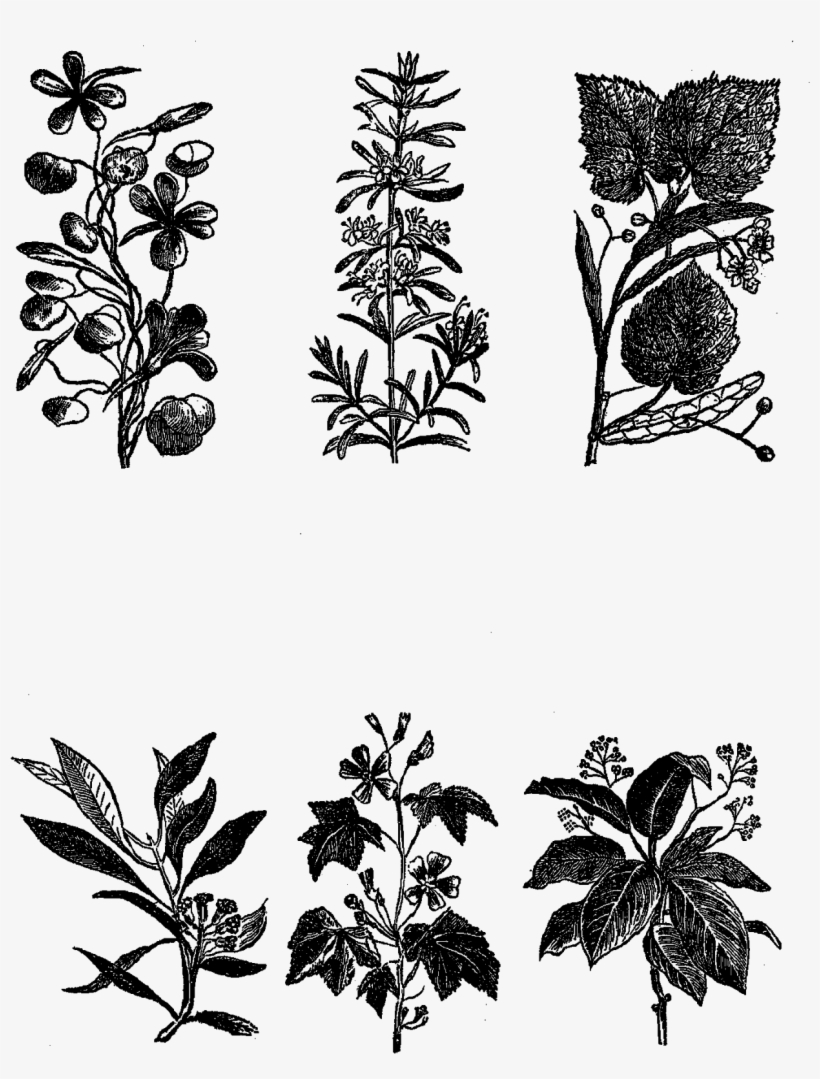 Digital Stamp Design - Illustration, transparent png #2705641