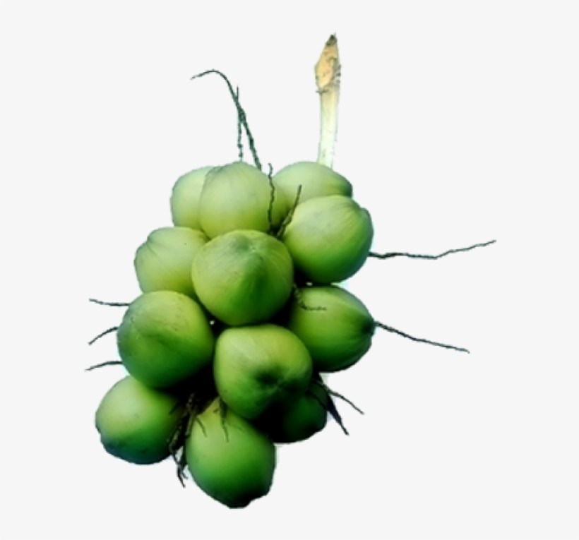 อัพเดทเมื่อ - Hardy Kiwi, transparent png #2708878