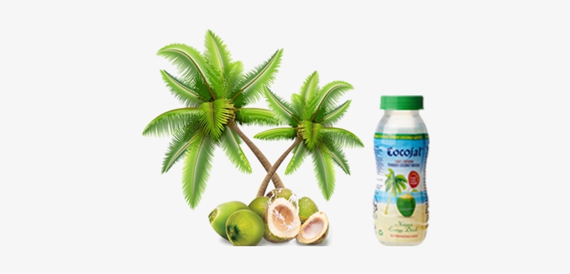 Cocojal Tender Coconut Water - Palm Tree Clipart Png, transparent png #2709413
