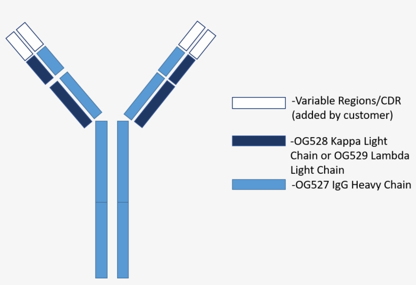 Oxford Genetics Recommends The Use Of Hek293 Or Cho - Igg, transparent png #2711078