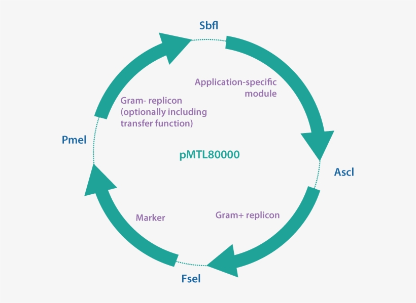 Pmtl80000 Vector Series - Azure Consultants, transparent png #2711175