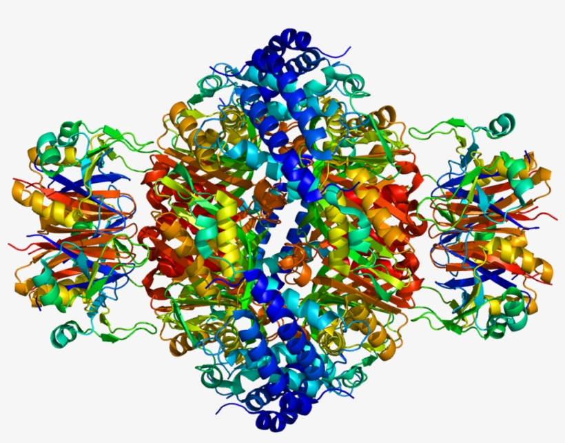 Protein Gchfr Pdb 1is7 - Visual Arts, transparent png #2711853
