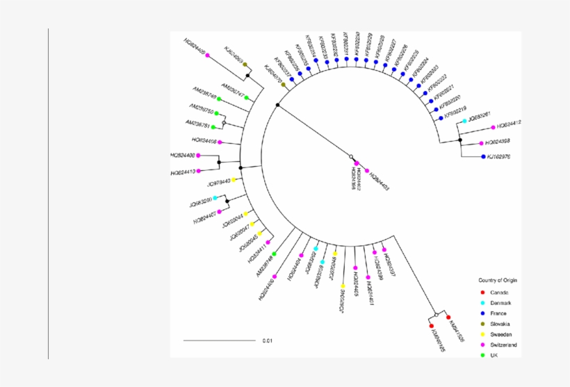 Bayesian Posterior Probability Node Support Values - Neighbor Joining, transparent png #2716630