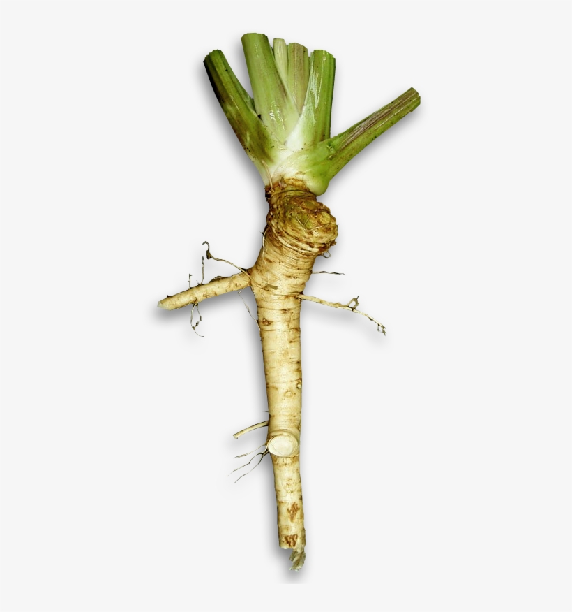 File - Horseradish - Wasabi Plant Vs Horseradish, transparent png #2718205