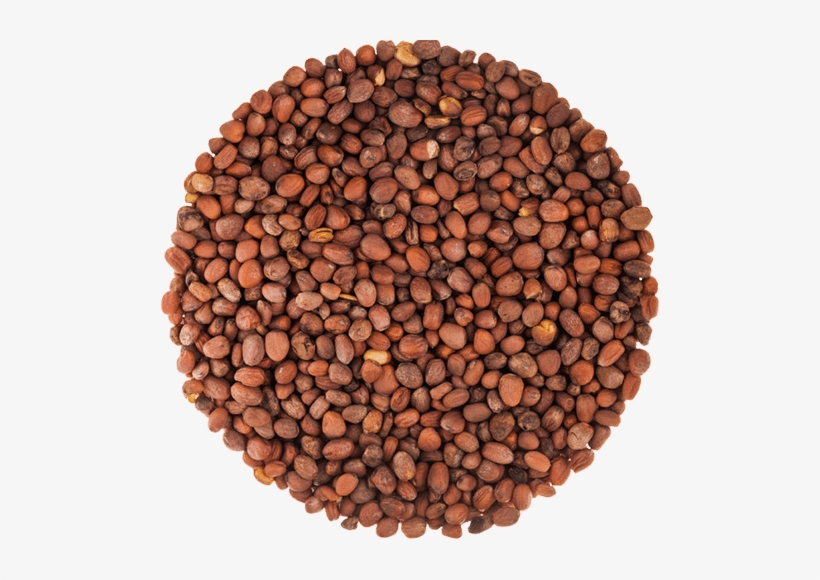 Radish Seeds - Radish (daikon) Sprouting Seed - Organic 1 Lb, transparent png #2718209