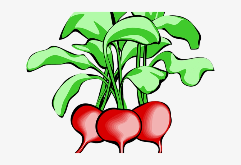 Radish Clipart Spring - Vegetable Tops And Bottoms, transparent png #2718229