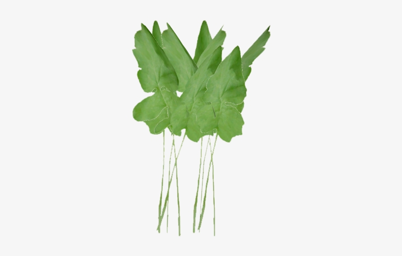 Radish - Maidenhair Tree, transparent png #2718303