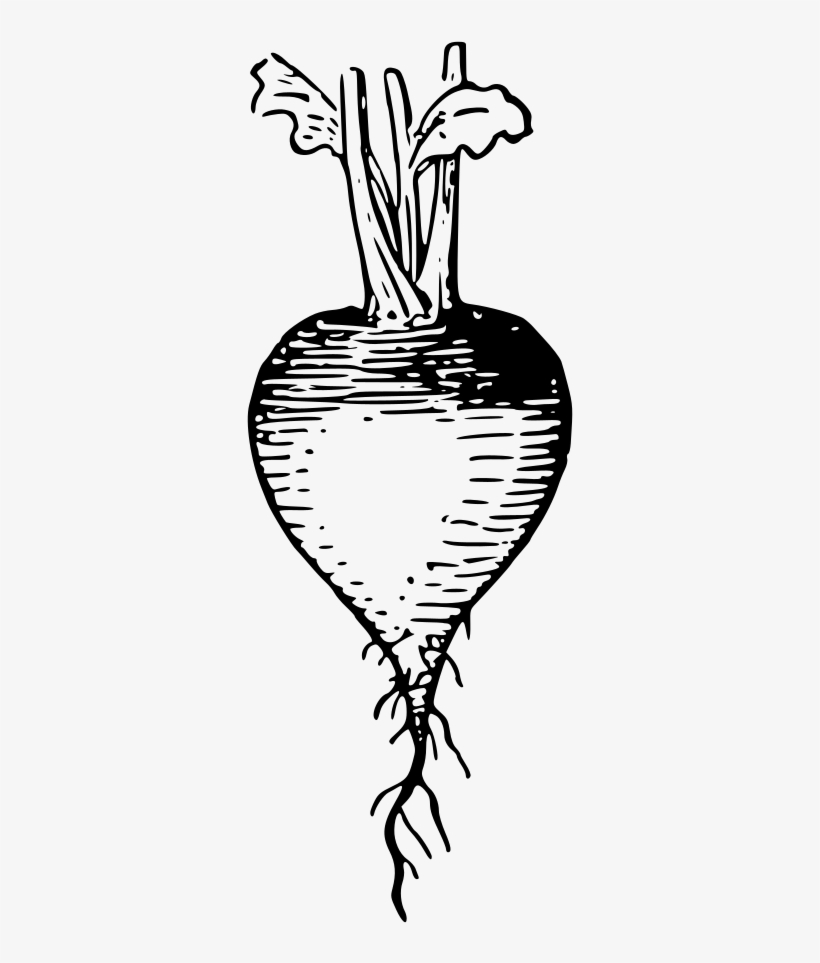 Lutz - Radish Outline - Drawing, transparent png #2718613