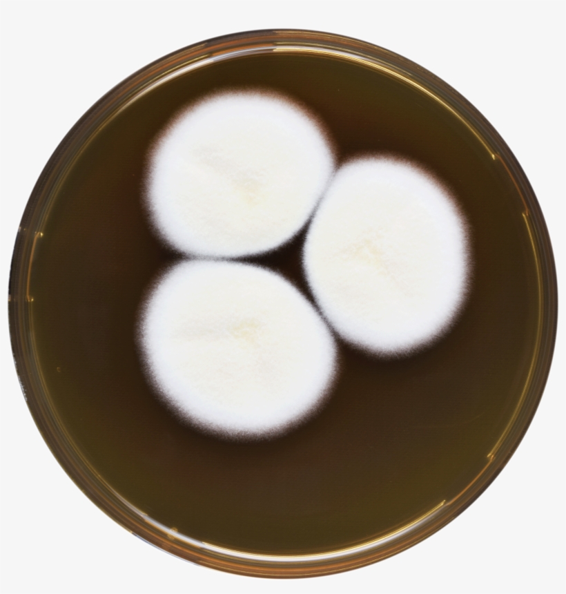 Aspergillus Desertorum Meaox - Dish, transparent png #2718856