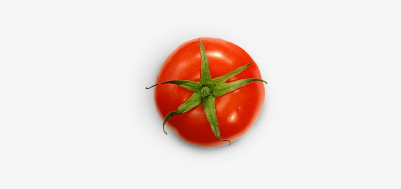 Chihuahuas Michelada - Michelada, transparent png #2719596