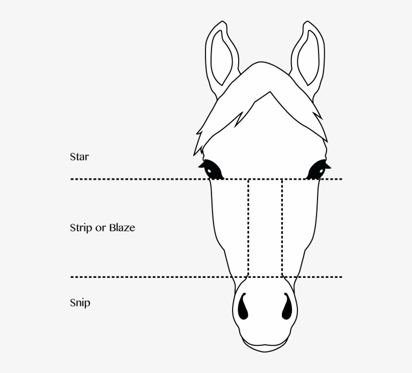 Horse & Pony Face Markings - Horse, transparent png #2721117