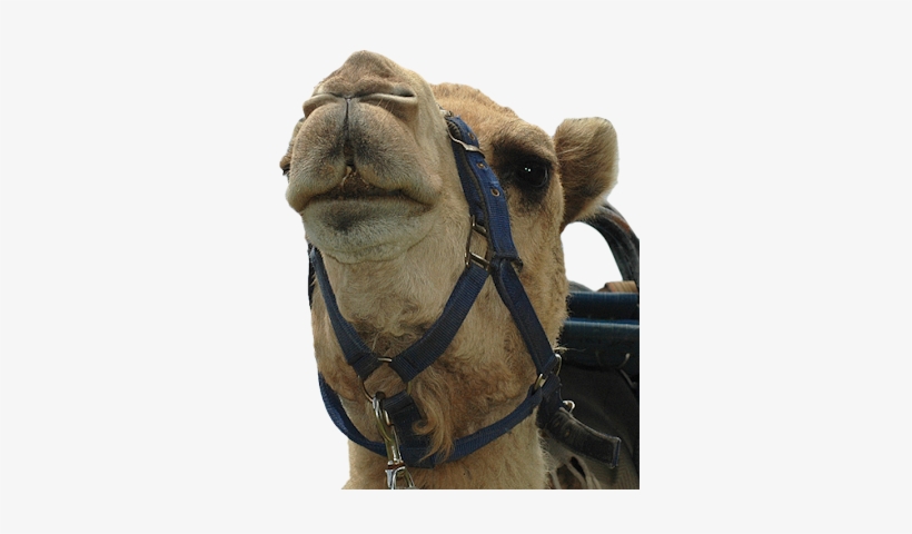 Camel-face - Arabian Camel, transparent png #2721647