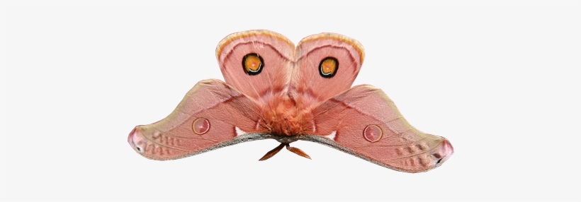 Fairylilies - Riodinidae, transparent png #2722113