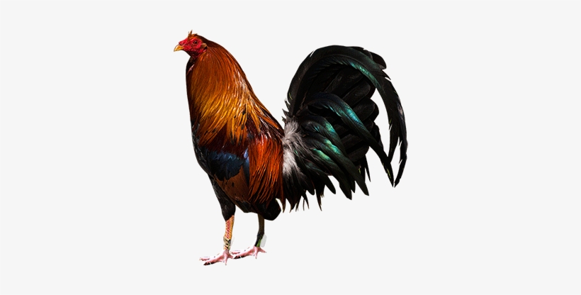 Free Rooster Silhouette Png - Fighting Rooster Png, transparent png #2722994