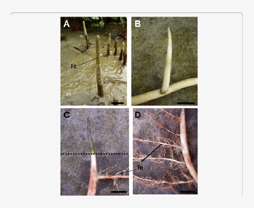 The Aerial Part With Green Color And Many Lenticels - Cypress Knee, transparent png #2722997