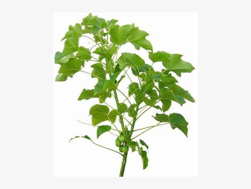 Aerial Parts Of Jatropha Curcas - Jatropha Biodiesel, transparent png #2723765