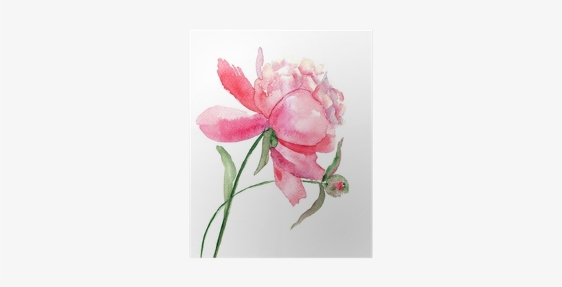 Póster Hermosa Flor De Peonía, La Pintura De La Acuarela - Watercolor Flower Drawing, transparent png #2726406