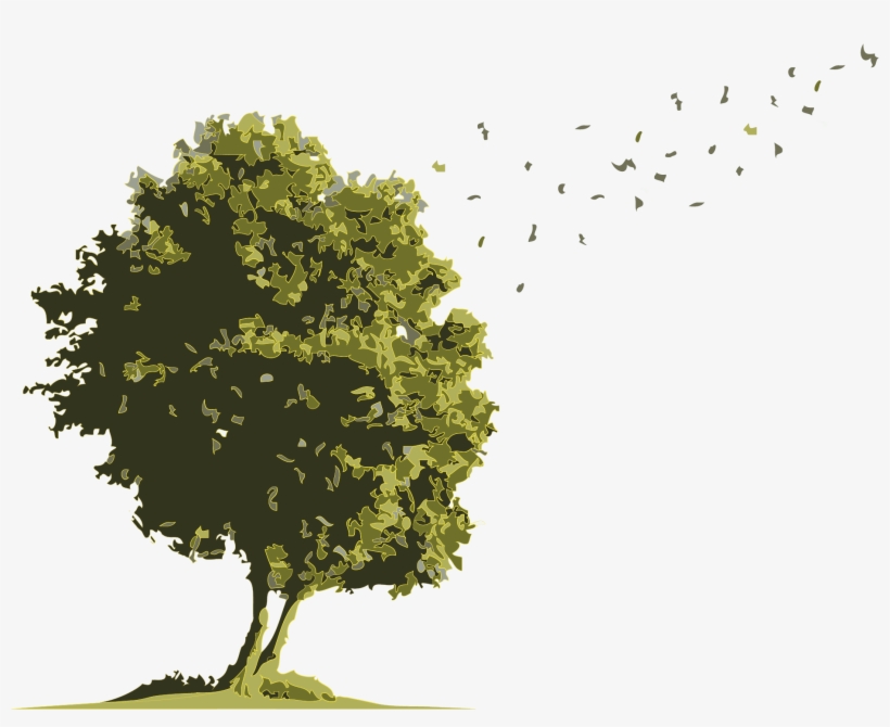 No Buses For Arbol Acuarela - Oak, transparent png #2726701