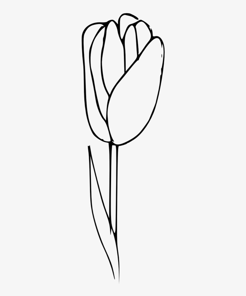 Outline,tulip Coloring,flower,plant - ดอก ทิว ลิ ป สำหรับ ระบายสี, transparent png #2727944