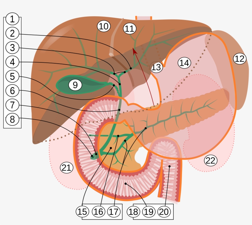 Bile Ducts - Ampulla Of Vater, transparent png #2728250