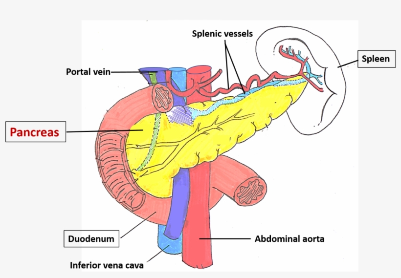 Pancreas Dimensions, transparent png #2728316