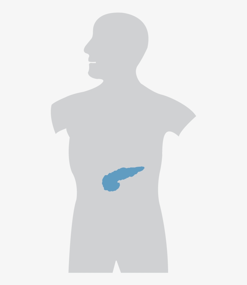 The Pancreas Serves Multiple Roles In Both The Digestive - Coffee, transparent png #2728340