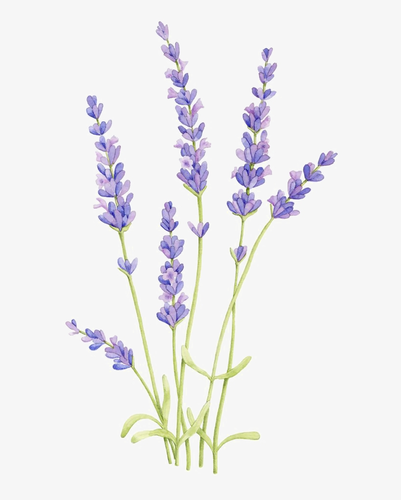 Flower Arrangement Png - Lavender Drawing, transparent png #2728363