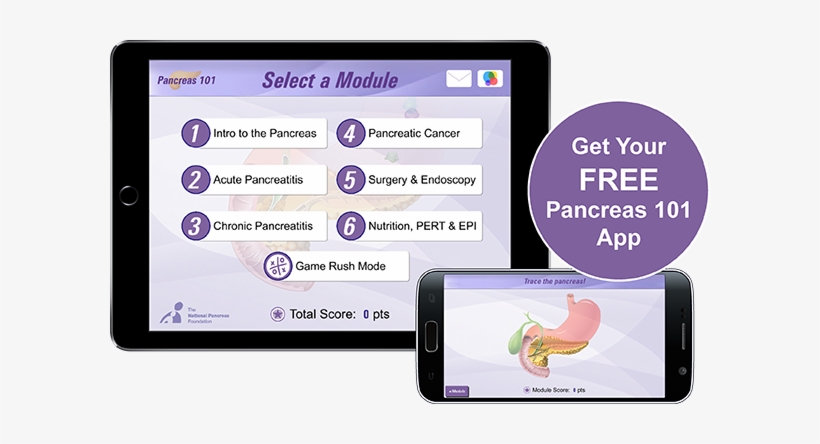 Available For Ipad, Iphone And Android - Pancreas, transparent png #2728815