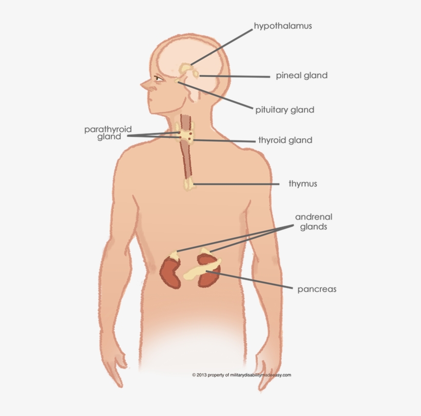 Military Disability Of The Endocrine System - Endocrine System School Appropriate, transparent png #2728855