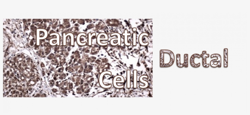 Ductal Cells Header - Graphic Design, transparent png #2729144