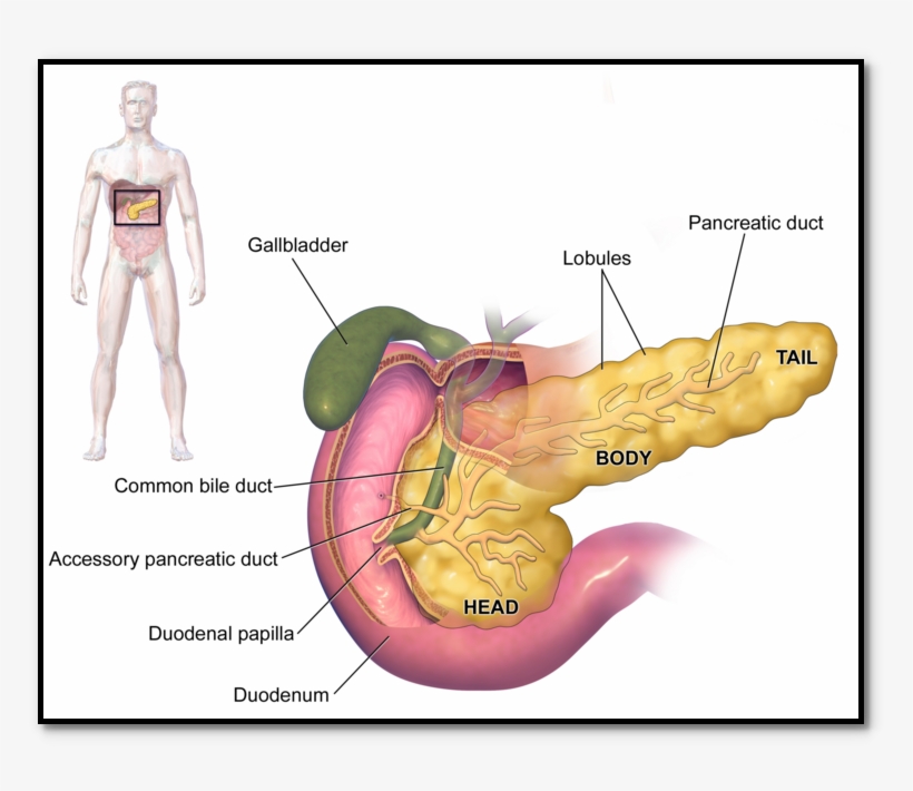 Pancreas Can Be Found Within Stomach Area As Well As - Imagenes De Órganos Humanos, transparent png #2729200