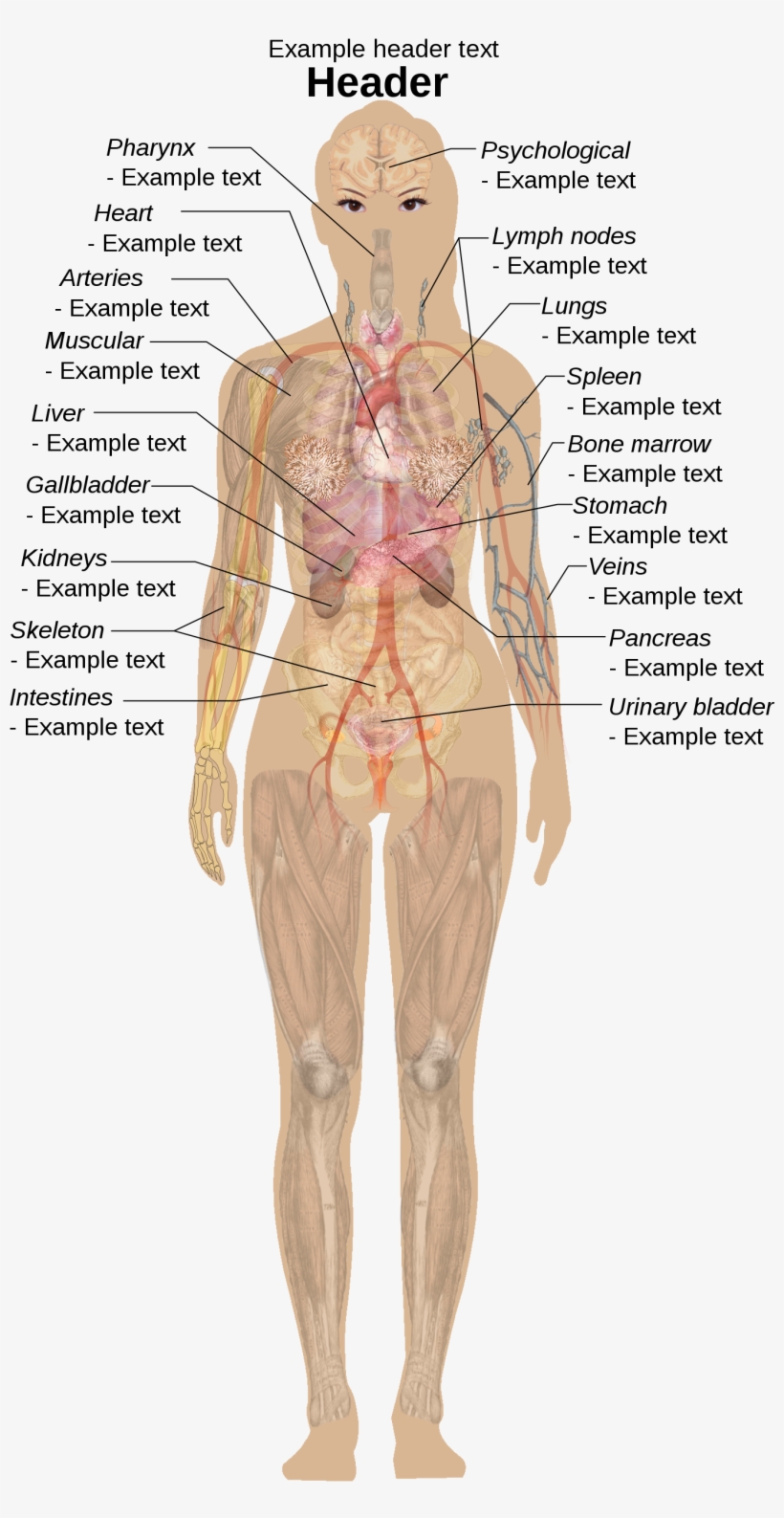 Female Shadow Template - Human Body Parts, transparent png #2729346