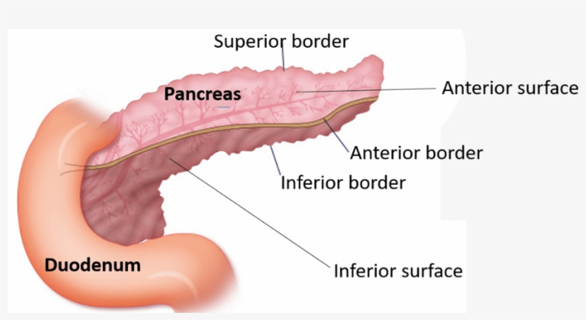 Pancreas -borders And Surfaces - Human, transparent png #2729349