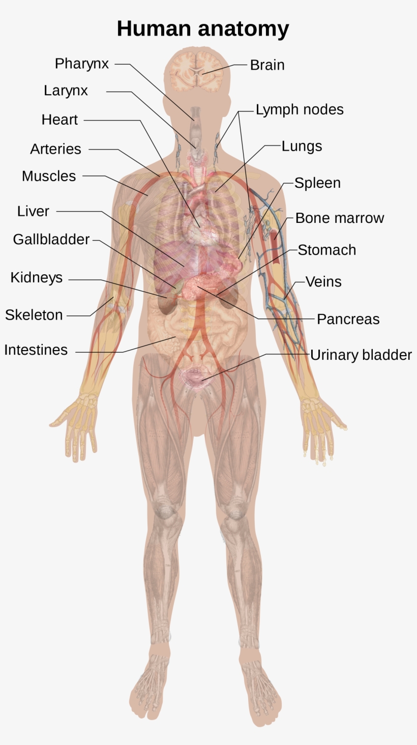 Open - Human Anatomy, transparent png #2729784