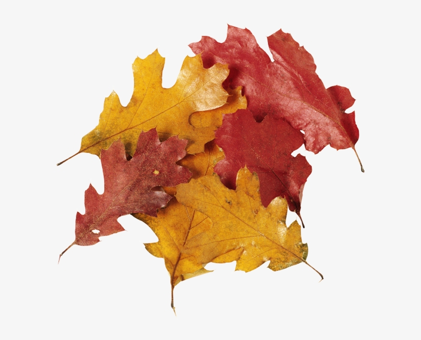 Fall Leaves Pile Png Download - Leaf, transparent png #2730393