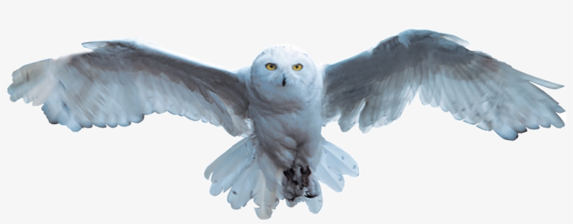 Hedwig - Harry Potter Hedwig Flying, transparent png #2730669