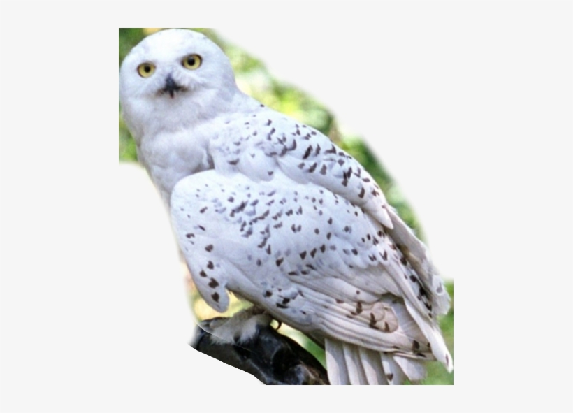 Hedwig Flying In Front Of Forest, transparent png #2731050