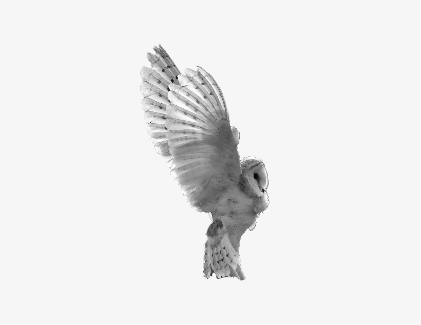 Owl, transparent png #2731120
