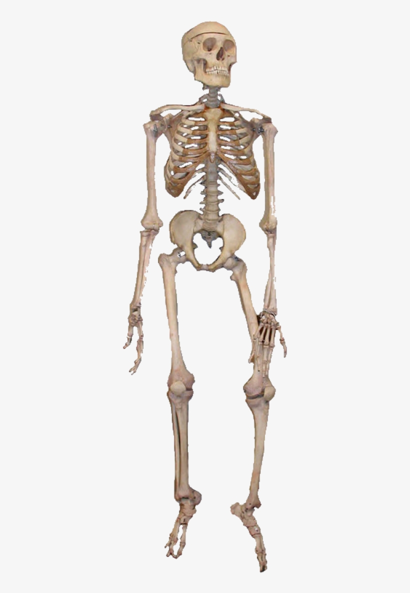 Skeleton Png Image - Human Skeleton Transparent Background, transparent png #2732876