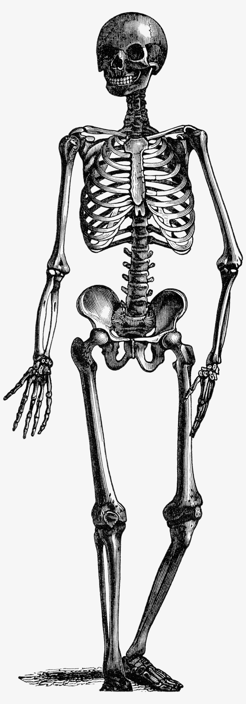 Black And White Drawing Of A Skeleton With A Transparent - Vintage Skeleton Clipart, transparent png #2733113