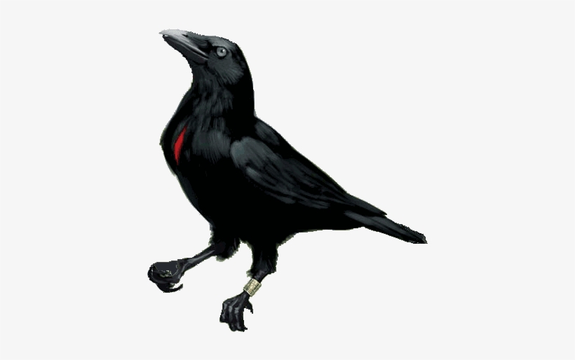 Blood-feather Raven - Pin Feather, transparent png #2734052