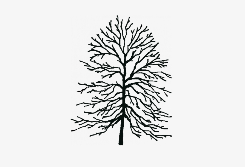 Leaf Length - 3 - 00 6 - 00 Inches - Tree Height - - American Beech Tree Outline, transparent png #2734081