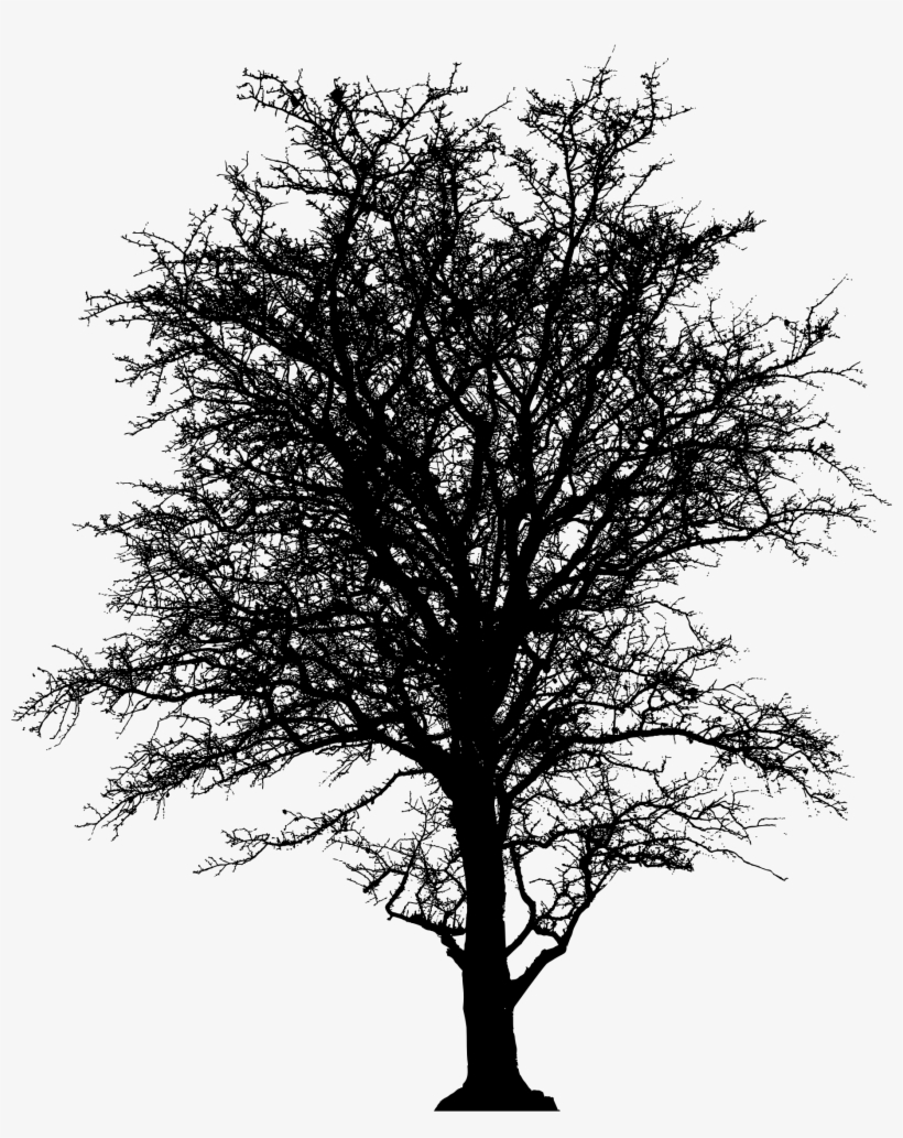 Leafless Barren Tree Silhouette Clip Freeuse Download - Silhouette Of A Tree Png, transparent png #2735194