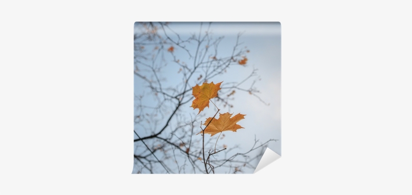 Yellow Autumn Fall Leaves Hanging On Leafless Tree - Autumn, transparent png #2735529