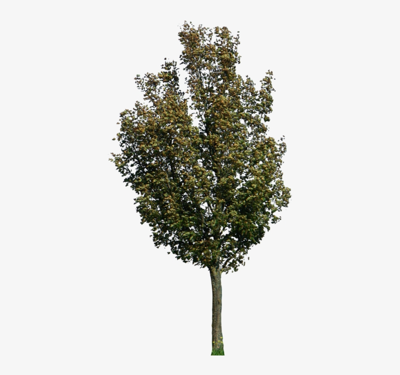 Tree 40 Png By Gd08 - Acer Campestre Png, transparent png #2735603