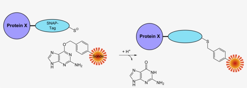 Graphic Black And White Download Tag Wikipedia - Diagram, transparent png #2737768