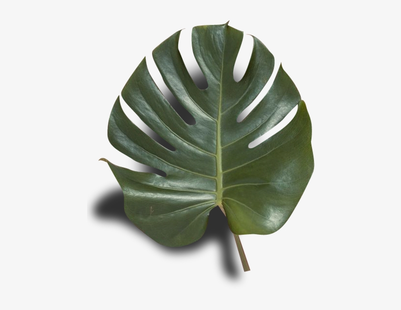 Png Pnged Plantwave Plant Blog Transparent Net Art - Swamp Chestnut Oak, transparent png #2737945